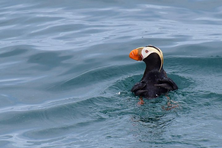 Orca Quest Cruise - Image 5