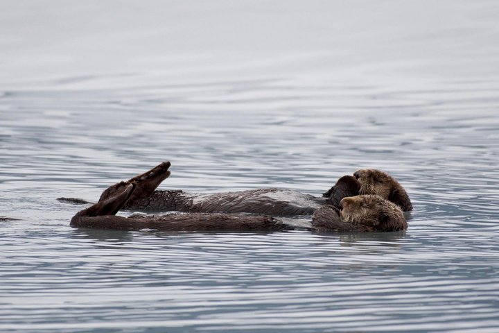 Orca Quest Cruise - Image 4