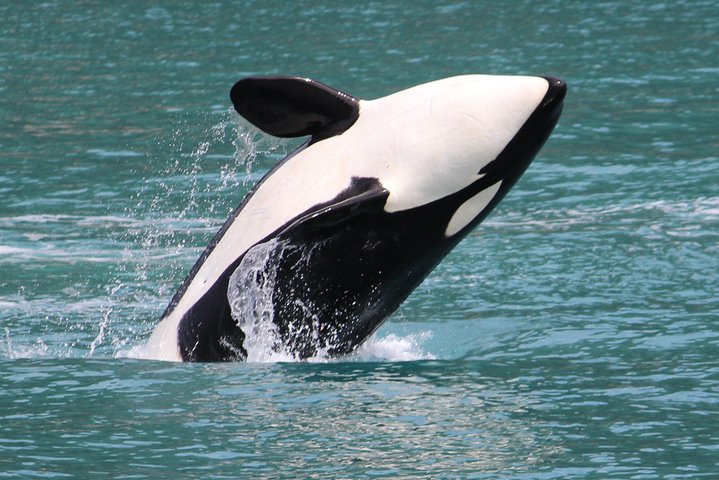 Orca Quest Cruise - Image 3