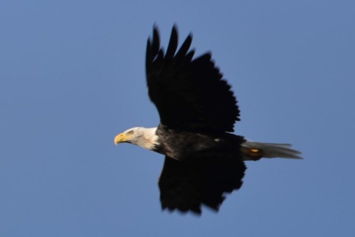 Seward to Anchorage Cruise Transfer and Private Tour - Image 4