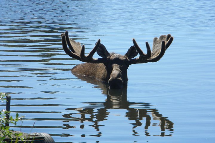 Seward to Anchorage Cruise Transfer and Private Tour - Image 1