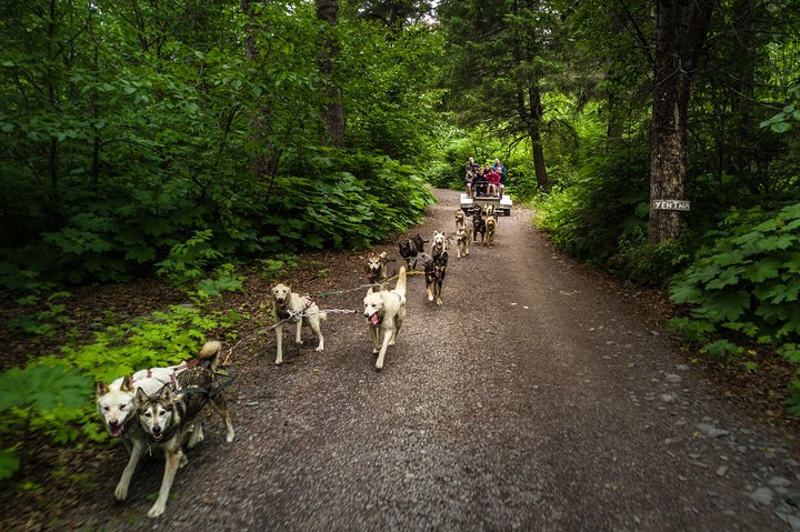 Wilderness Dog Sled Ride and Tour in Seward - Image 4