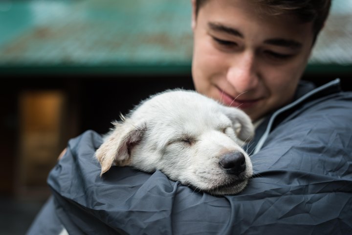 Wilderness Dog Sled Ride and Tour in Seward - Image 3