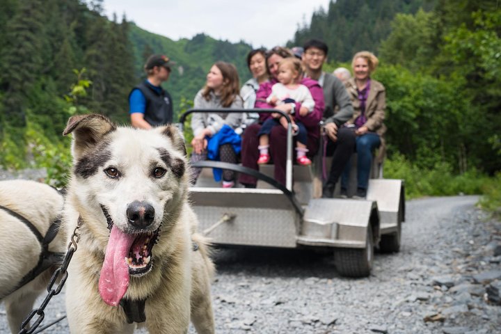 Wilderness Dog Sled Ride and Tour in Seward - Image 1