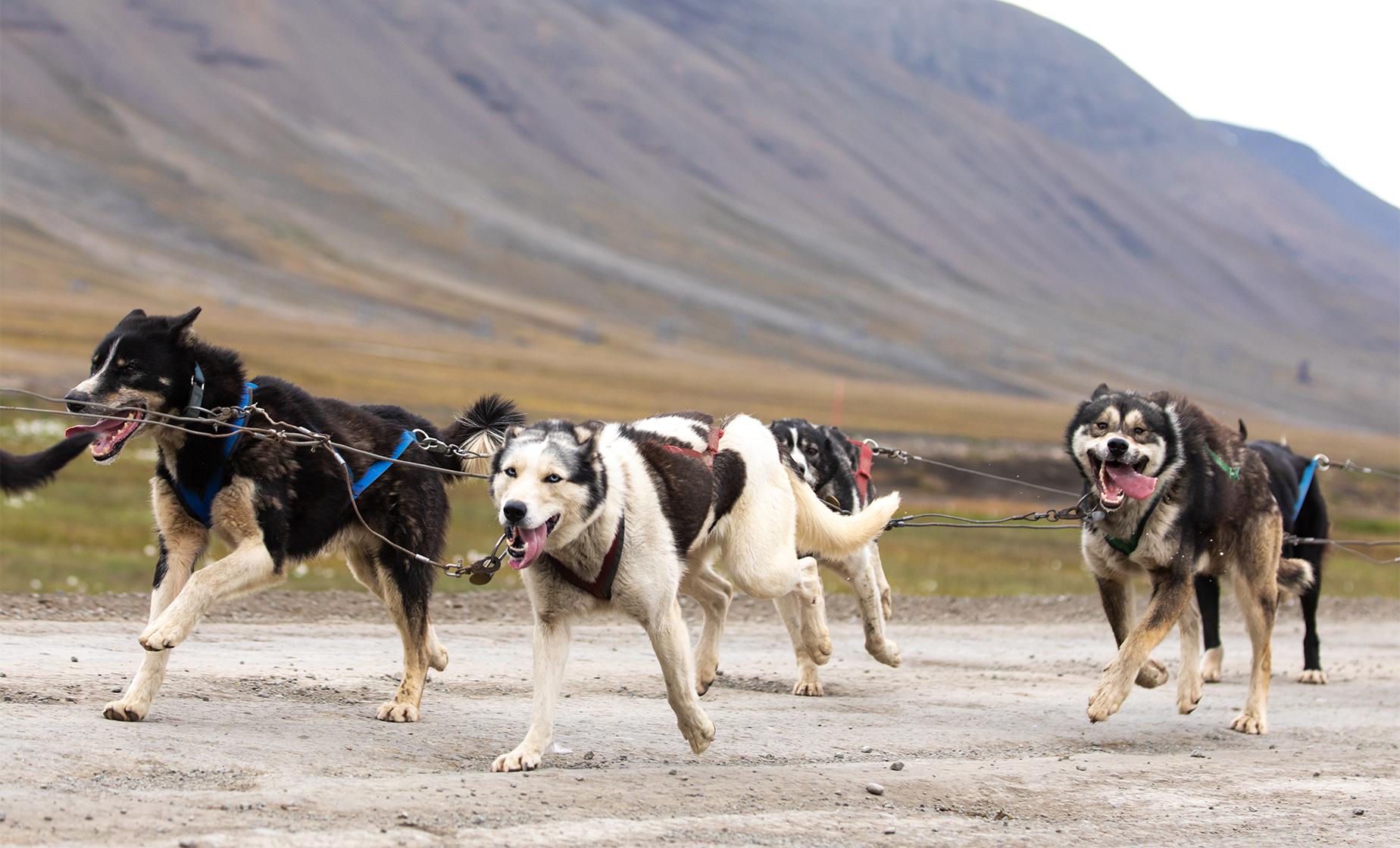 Wilderness Dog Sled Tour - Image 1