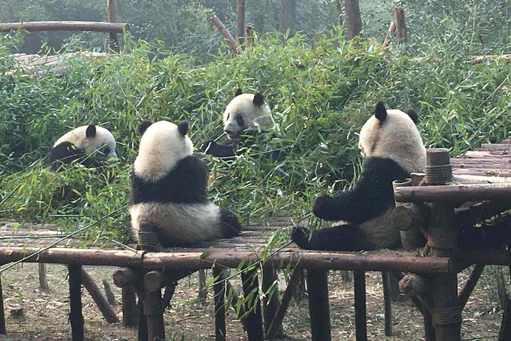 Chengdu Panda Base Day Trip from Shanghai by Air plus Martial Marquis Temple - Image 4