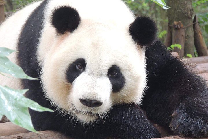 Chengdu Panda Base Day Trip from Shanghai by Air plus Martial Marquis Temple - Image 1