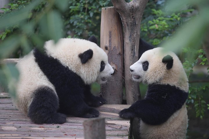 Chengdu Panda Base Day Trip from Shanghai by Air plus Martial Marquis Temple - Image 5