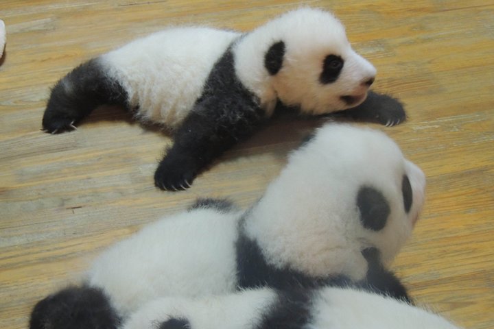 Chengdu Panda Base Day Trip from Shanghai by Air plus Martial Marquis Temple - Image 3