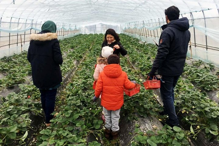 Zhujiajiao Water Town Private Tour with Local Farm Visit and Fruit Picking - Image 5