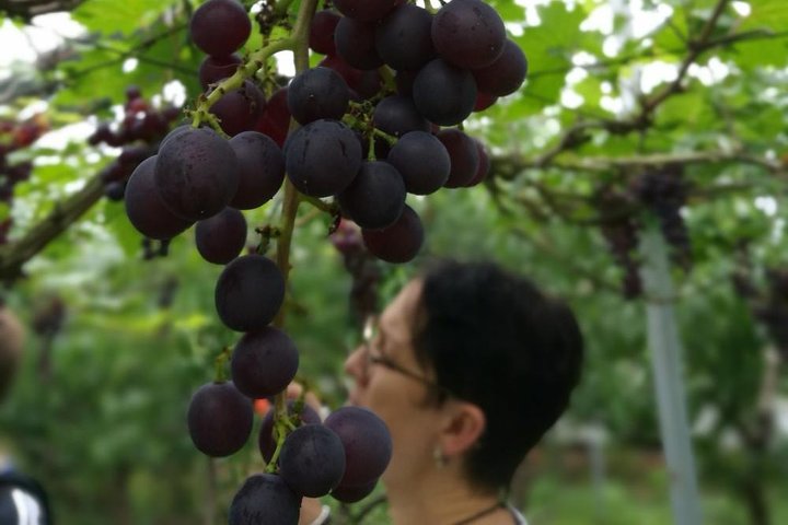 Zhujiajiao Water Town Private Tour with Local Farm Visit and Fruit Picking - Image 2