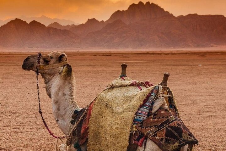 5 in 1 Safari Quad, Camel, Show, Dinner & Stargazing in Sharm - Image 2