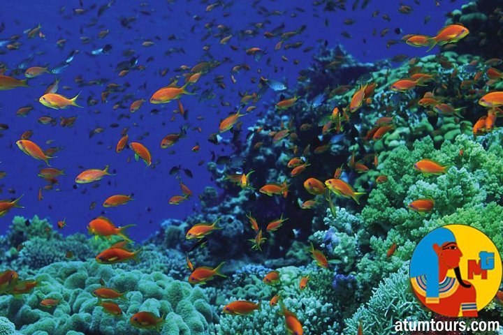 Boat Trip 2 Snorkeling in Tiran Island Sharm el Sheikh - Image 2