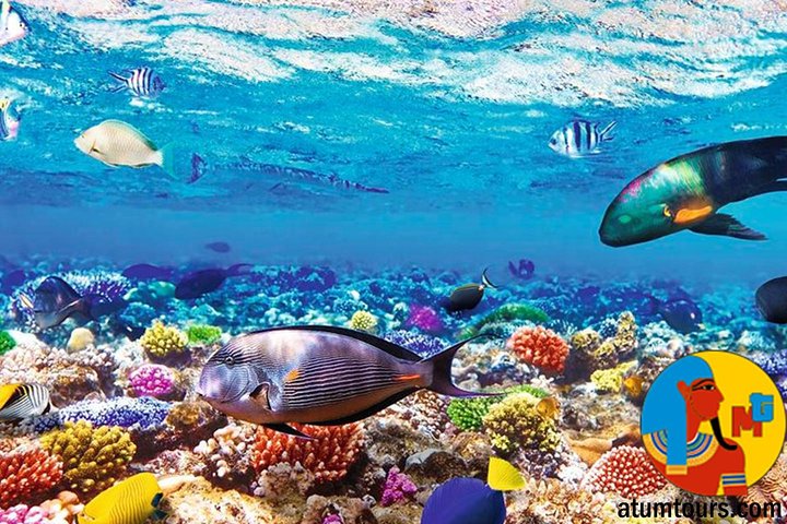 Boat Trip Snorkeling in Ras Mohamed Sharm el Sheikh - Image 1