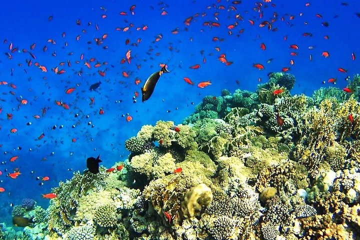 Dahab Safari & Snorkeling at Blue Hole - Image 4