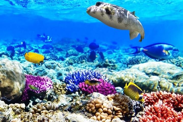 Diving & Snorkeling Boat Trip to Ras Mohamed Sharm El Sheikh - Image 1