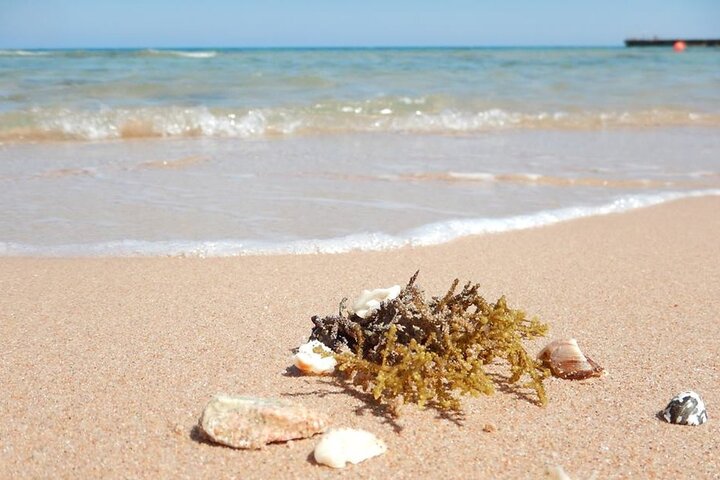 Excursion to the White Island & Ras Mohammed National Park from Sharm El Sheikh - Image 5
