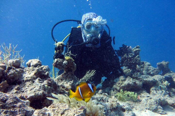 Excursion to Tiran Island by boat - Image 5