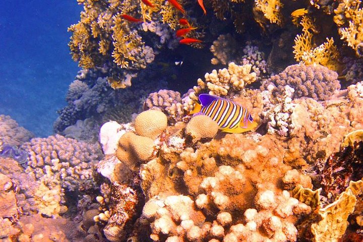 Excursion to Tiran Island by boat - Image 1