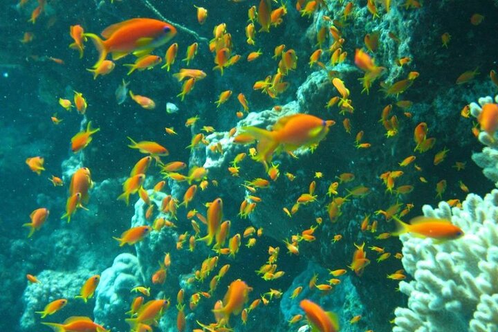 Excursion to Tiran Island by boat - Image 3