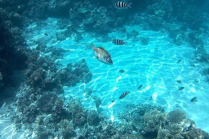  Ras Mohamed boat trip in Sharm el sheikh  - Image 3