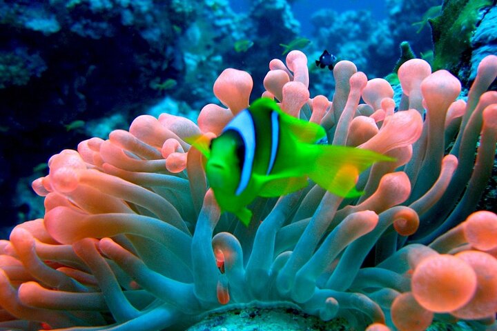 Ras Mohamed Nature Reserve Snorkeling Tour w/ White Island by Yacht - Image 2