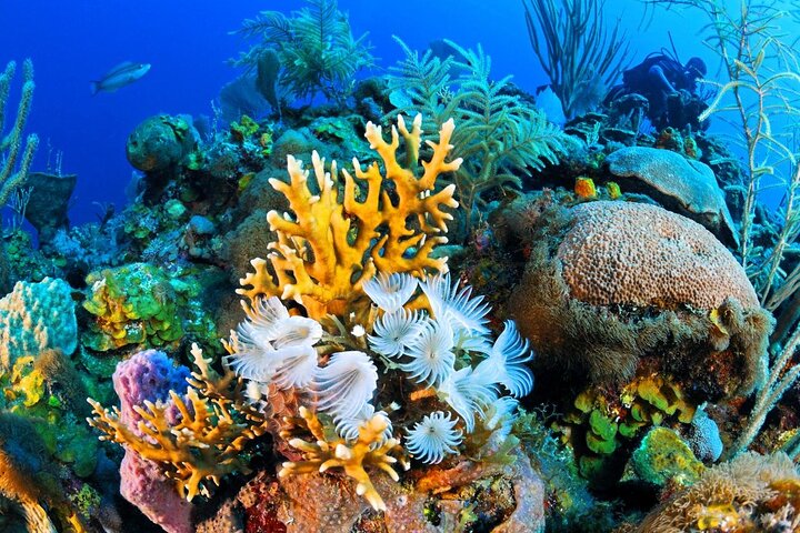 Ras Mohamed Nature Reserve Snorkeling Tour w/ White Island by Yacht - Image 4