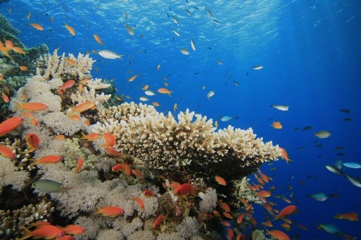 Ras Mohamed Nature Reserve Snorkeling Tour w/ White Island by Yacht - Image 5