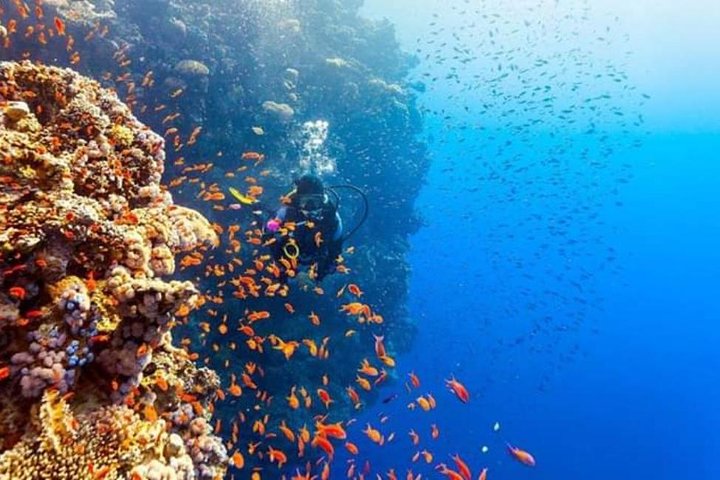  Ras Mohamed Snorkeling By Bus In Sharm El Sheikh  - Image 1
