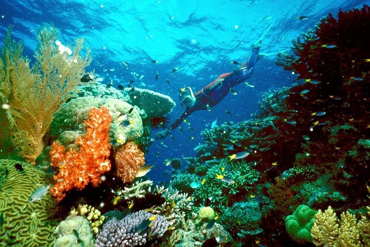  Ras Mohamed Snorkeling By Bus In Sharm El Sheikh  - Image 5