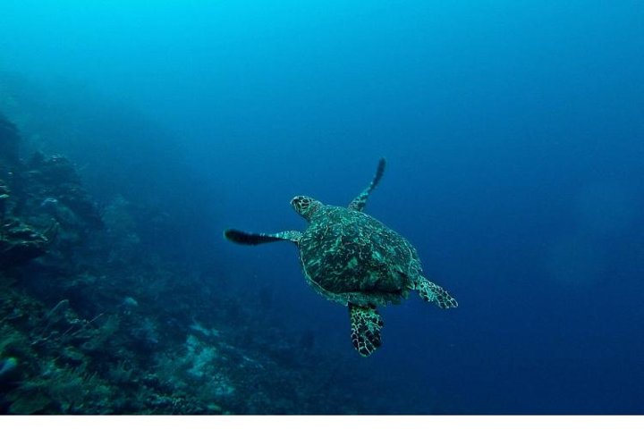 Sea Fun: Glass Bottom Boat, Tube Ride & Parasailing, Sharm El Sheikh - Image 3