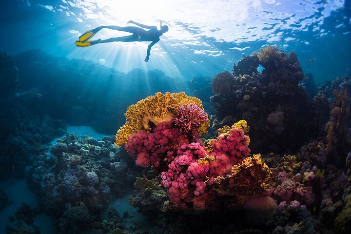 Snorkeling on Ras Mohamed and White Island in Sharm El Sheikh - Image 3