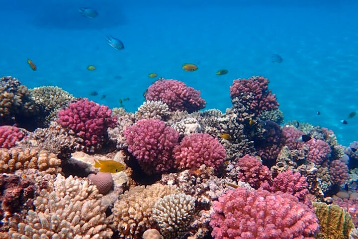 Tiran Island Full Day Snorkeling Sea Trip by Boat with Lunch - Image 4