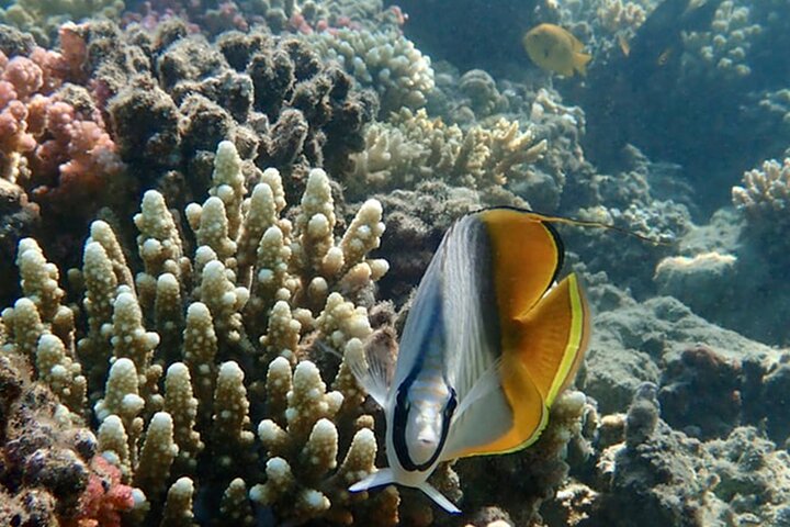 Tiran Island Full Day Snorkeling Sea Trip by Boat with Lunch - Image 3