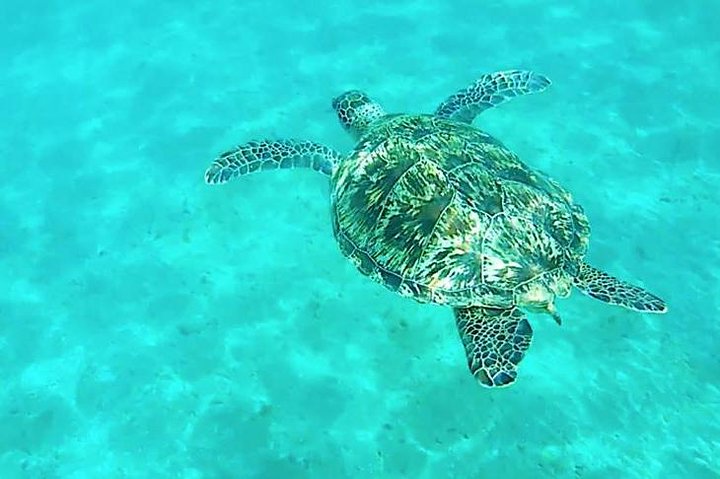 Udflugt til Ras Mohammed National Park & ​​White Island med båd - Image 1