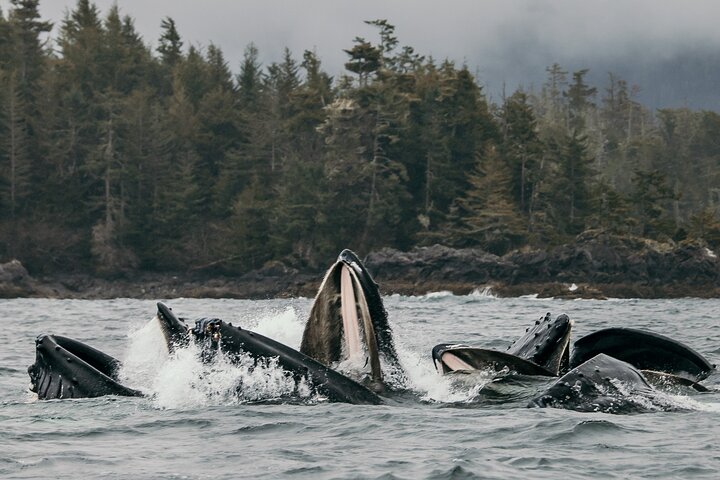 2-Hour Private Wildlife Tour in Sitka - Image 1