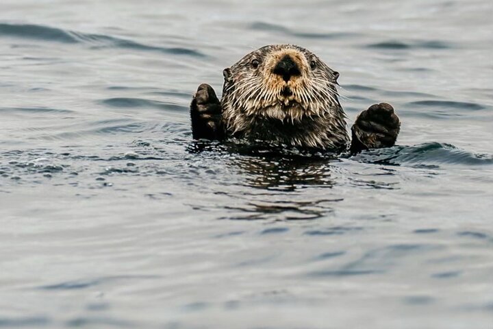 2-Hour Private Wildlife Tour in Sitka - Image 2