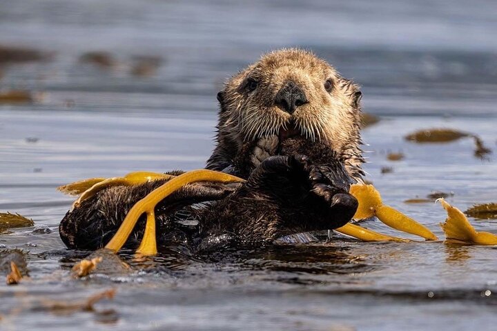 4 Course Dinner Cruise plus Eco Tour on Luxury Yacht in Sitka - Image 5