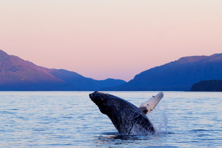 Best Whale Watching and Wildlife Shore Excursion in Sitka - Image 3