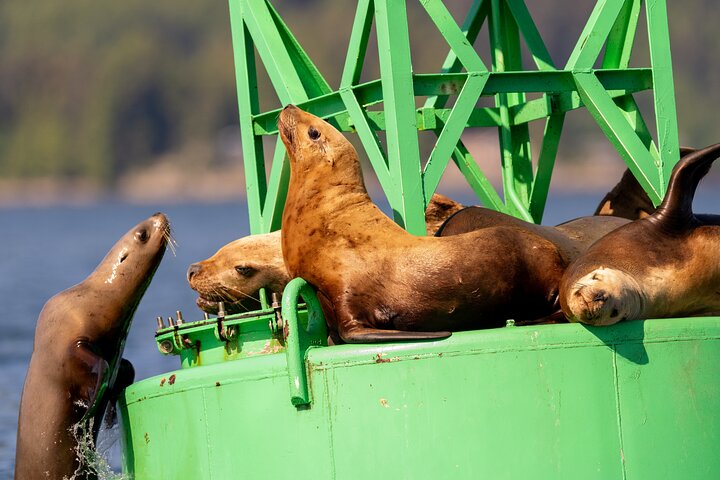 Best Whale Watching and Wildlife Shore Excursion in Sitka - Image 2