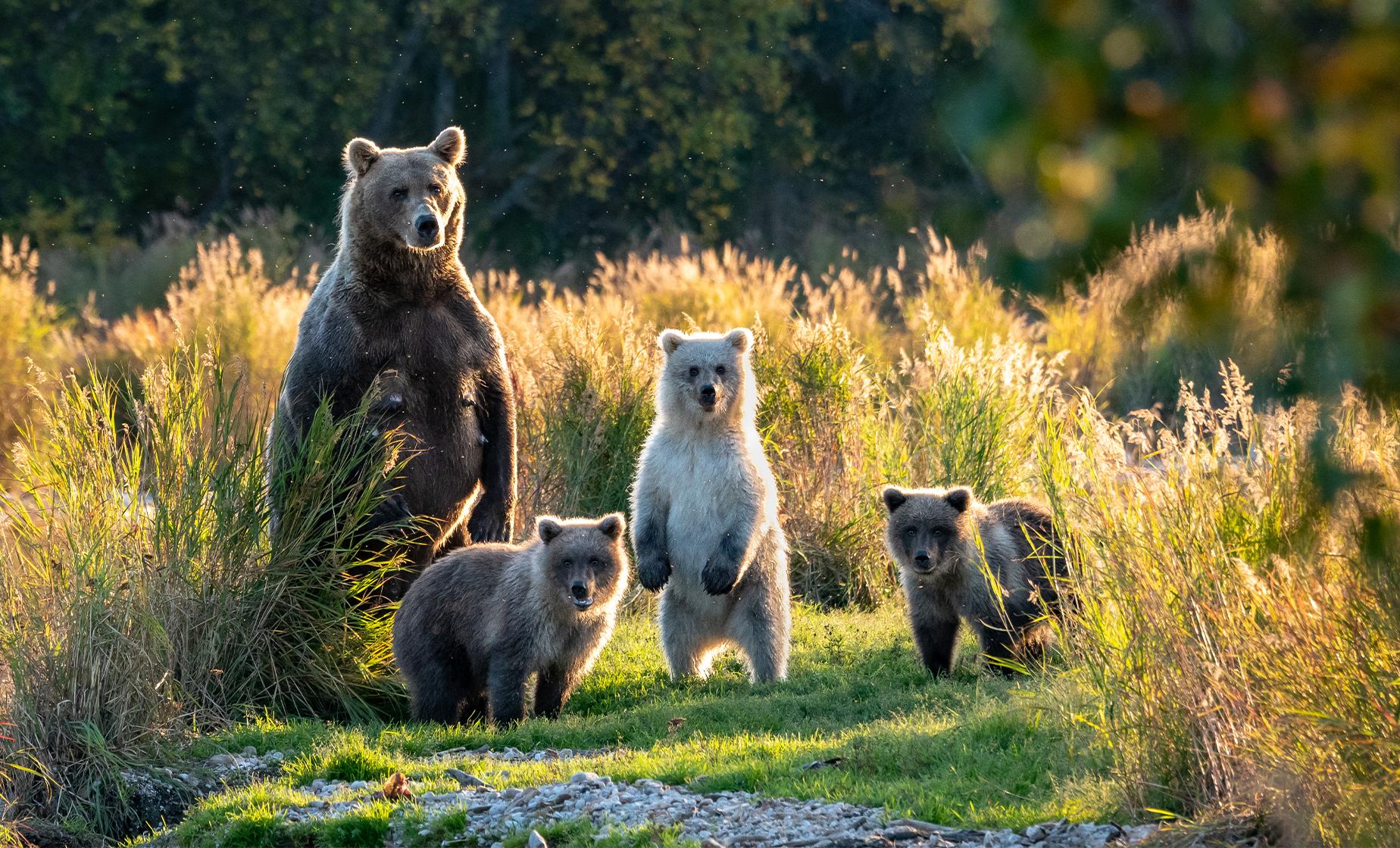 Premium Scenic Sitka - Image 1