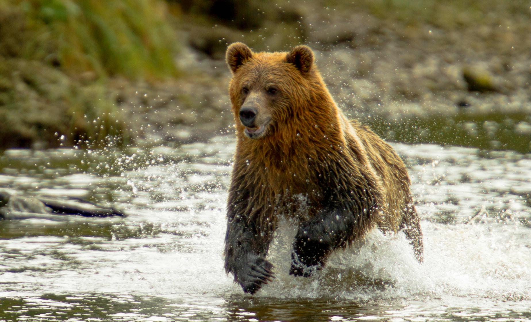 Private Premium Scenic Sitka - Image 1