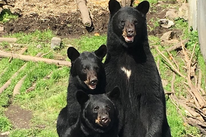 Simply Amazing Sitka Tour: Fortress of the Bear, Alaska Raptor, & Totems - Image 4