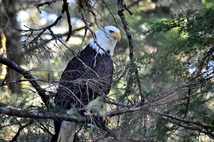 Simply Amazing Sitka Tour: Fortress of the Bear, Alaska Raptor, & Totems - Image 3