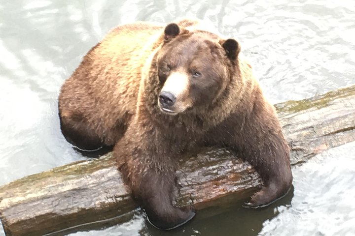 Simply Amazing Sitka Tour: Fortress of the Bear, Alaska Raptor, & Totems - Image 1