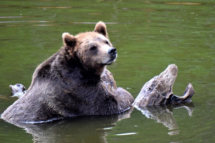 Simply Amazing Sitka Tour: Fortress of the Bear, Alaska Raptor, & Totems - Image 5
