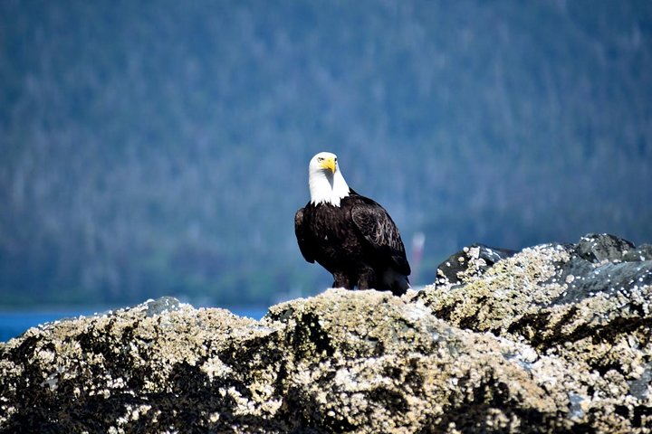 Simply Amazing Sitka Tour: Fortress of the Bear, Alaska Raptor, & Totems - Image 2