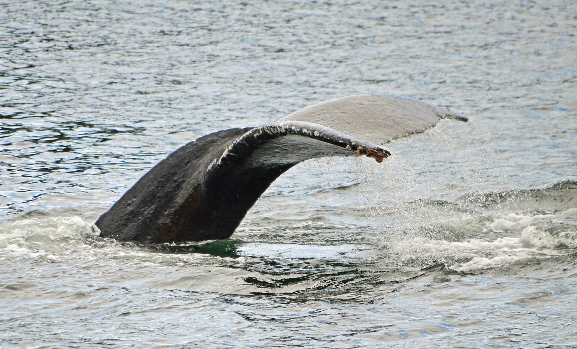 Sitka Marine Adventure - Image 1