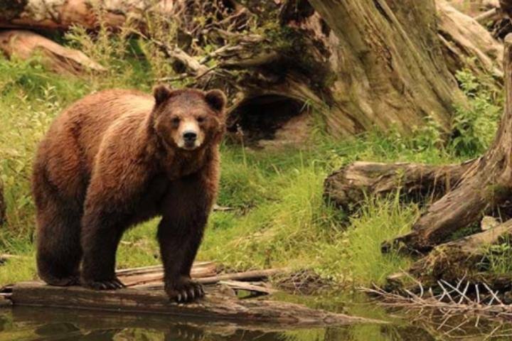 Sitka Shore Excursion: Bears, Raptor Center, & Totem Park Tour (Small Group) - Image 1