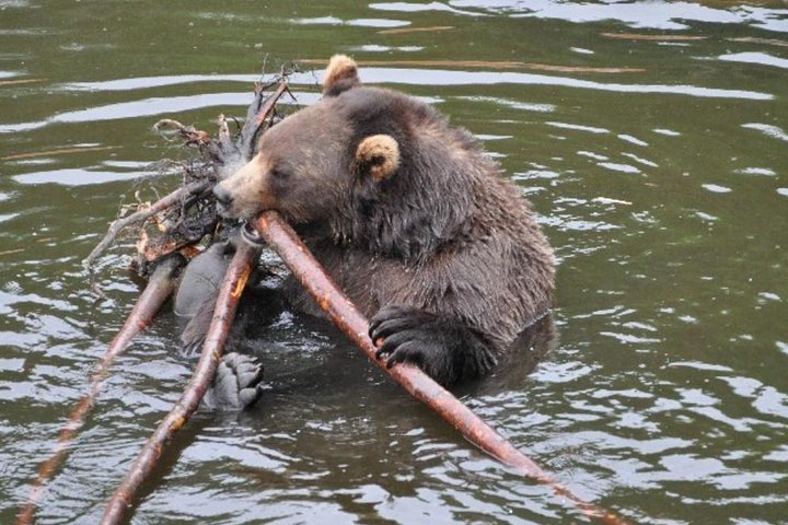 Sitka Shore Excursion: Bears, Raptor Center, & Totem Park Tour (Small Group) - Image 3